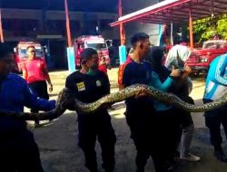 Damkar Evakuasi Ular Sanca Sepanjang 6 Meter di Cempae