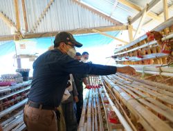 Usaha Ayam Petelur Berkembang, Program Tonasa Mandiri Beri Impact Besar Bagi Ekonomi Masyarakat