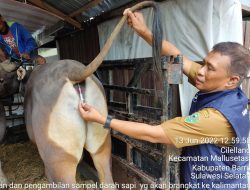 Barru Kirim Sapi Kurban ke Kalimantan, Stok Untuk Kebutuhan Lokal Aman