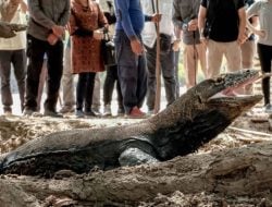 Menparekraf: Wacana Tiket Terusan Wisatawan di TN Komodo Masih Akan Dibahas