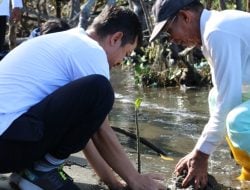 Peduli Lingkungan, PLN Indonesia Power PLTU Barru Tanam 1.000 Bibit Mangrove