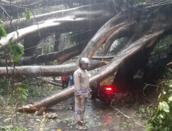 Pohon Tumbang Tutup Akses Jalan Poros Bone