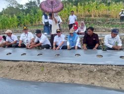 Taman Perdana Cabai Besar di Puawang, Andi Syukri: Penyuluh Terus Lakukan Pendampingan