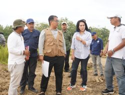 Garap 35 Hektar Lahan, Sulbar Kembangkan Benih Induk Hortikultura di Luyo