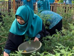 Erna Rasyid Taufan Hadiri Panen Perdana Sayuran