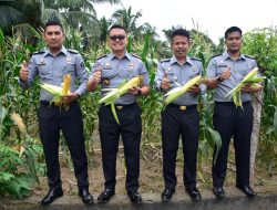Kontribusi PNBP Pembinaan Kemandirian Bidang Pertanian, Rutan Pinrang Kembali Panen Jagung