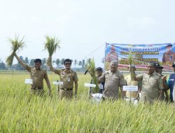 Bupati Pinrang Bersyukur Hasil Penan Capai 10 Ton Per Hektar