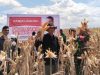 Kepala BSIP Kalteng Kecam Tom Lembong yang Salah Menilai Food Estate