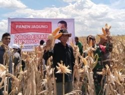Kepala BSIP Kalteng Kecam Tom Lembong yang Salah Menilai Food Estate