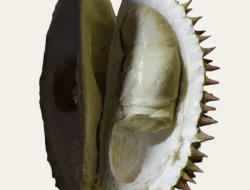 Kenali Manfaat dan Efek Samping Buah Durian