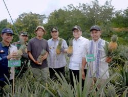 Pj Gubernur Sulsel Bersama Bupati Barru Panen Nenas di Kecamatan Pujananting