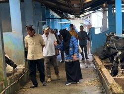 Pemkab Soppeng Studi Tiru Pengembangan Sapi Perah di Pasuruan, Jatim