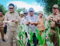 Bupati Panen Jagung di Desa Balusu