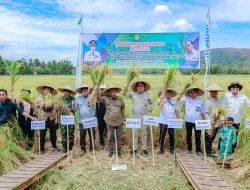 Produksi Padi di Lompo Tengah Capai 9,4 Ton Per Hektare