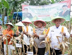 Plh Sekda Barru dan Kapolres Panen Jagung di Desa Corawali