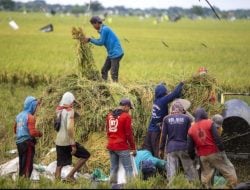 Lembaga Amerika Serikat Akui Lompatan Produksi Beras Indonesia, Thailand Kecewa