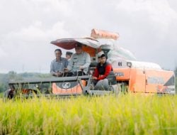 Wabup Abustan Panen Padi di Dusun Bulu Dua Balusu