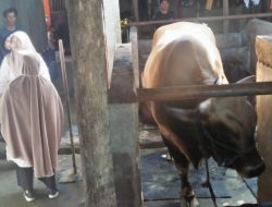 Presiden Prabowo Sumbang Sapi Kurban di Parepare, Disembelih di Masjid Al-Afiah