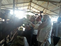 Dinas PKP Parepare Perketat Pengawasan Hewan Kurban Jelang Idul Adha