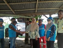 PT PLN NPS Unit PLTD Suppa Serahkan Sapi Kurban kepada Dua Kelurahan