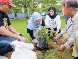 Andi Ina Tanam Pohon Aju Berru di Taman Colliq Fujie
