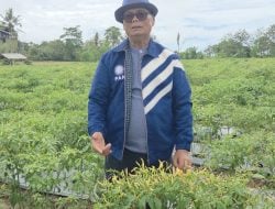 Anggota DPR RI Muslimin Bando Dorong Produksi Cabai S2, Dukung Upaya Menko Pangan Zulhas Jaga Suplai dan Stabilitas Harga