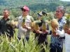 Wabup Barru Keluhkan Kurangnya Publikasi tentang Nanas Madu