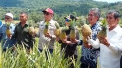 Panen Nanas Madu di Desa Jangan-jangan, Kecamatan Pujananting, Barru.