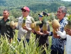 Wabup Barru Keluhkan Kurangnya Publikasi tentang Nanas Madu