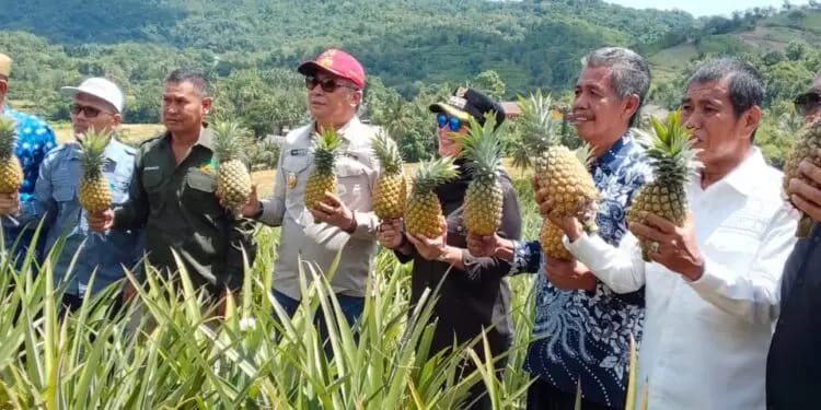 Panen Nanas Madu di Desa Jangan-jangan, Kecamatan Pujananting, Barru.