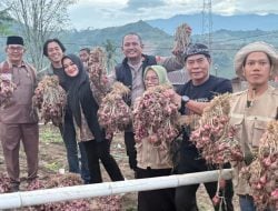 Gubernur Kalimantan Utara Kunjungi Kebun Bawang di Enrekang