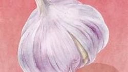Ilustrasi bawang putih