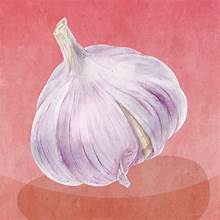 Ilustrasi bawang putih