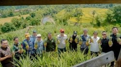 Panen Nanas Madu di Desa Jangan-Jangan, Kecamatan Pujananting, Barru.