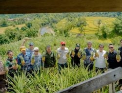 Nanas Madu Barru Lebih dari Sekadar Manis, Ini Perbedaannya dengan Nanas Biasa