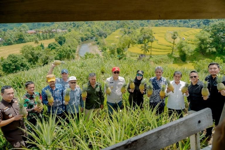 Panen Nanas Madu di Desa Jangan-Jangan, Kecamatan Pujananting, Barru.