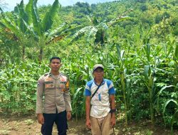 Bhabinkamtibmas Polsek Sendana Turun ke Lahan, Pastikan Jagung Petani Tumbuh Optimal di Fase Berbuah
