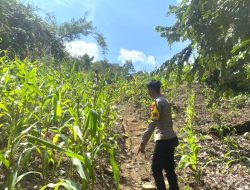 Bhabinkamtibmas Polsek Sendana Aktif Dampingi Petani, BRIPDA Arham Pantau Jagung di Tammerodo