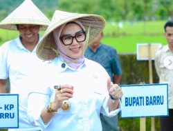 Barru Jadi Andalan Sulsel: LTT Tembus Target, Penyerapan Gabah Terbaik